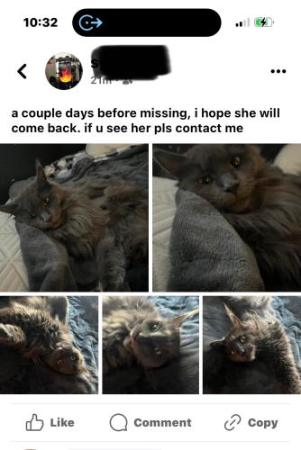Lost Female Cat last seen Everton and Kinetic, Eastmark, Mesa, AZ 85212