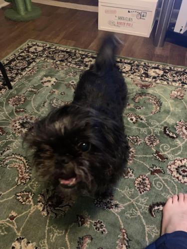 Lost Female Dog last seen Berry st. Flood ave. , Norman, OK 73069
