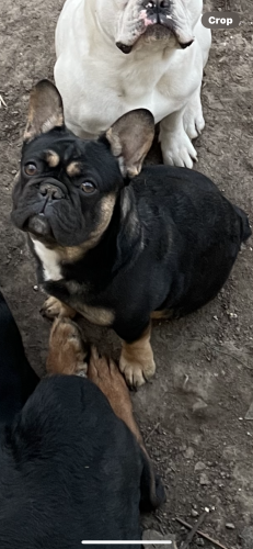 Lost Male Dog last seen Southeastern and temperance Indianapolis, IN, Indianapolis, IN 46203