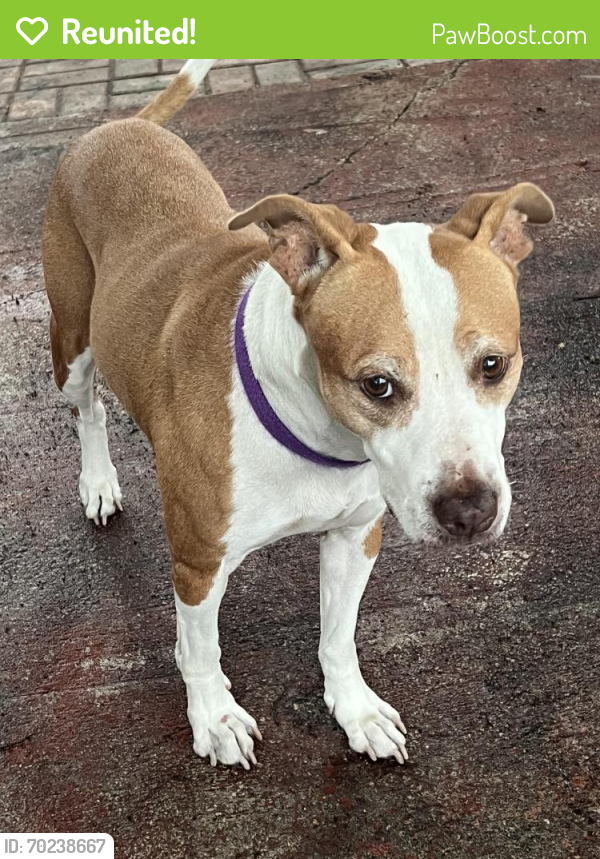 Reunited Female Dog last seen Near E 5th street, Hialeah, FL 33010