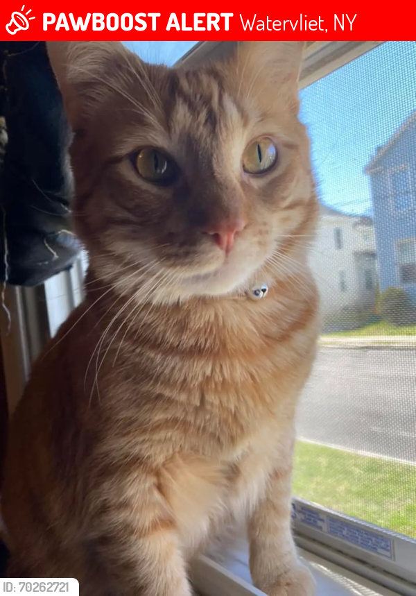 Lost Male Cat last seen 6th ave, Watervliet, NY 12189