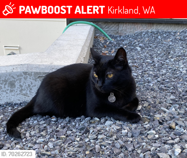 Lost Female Cat last seen 10th St W in rose point neighborhood near the park, Kirkland, WA 98033