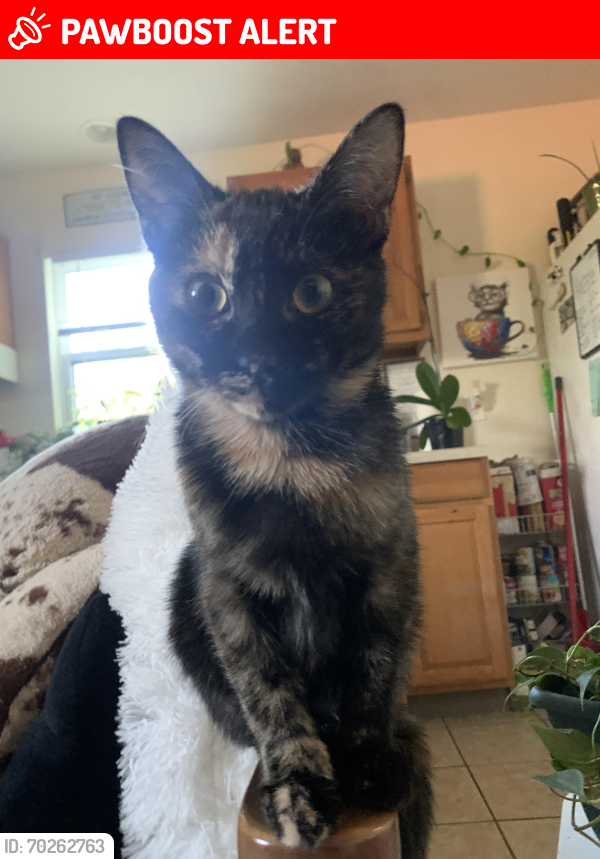 Lost Female Cat last seen Back side of bent creek in parkway near arboretum , Mountains-to-Sea Trail, NC 28715