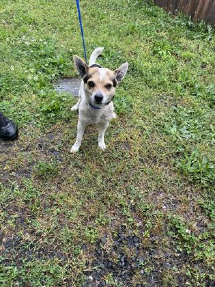 Shelter Stray Male Dog last seen Dallas, NC 28034, Gastonia, NC 28052