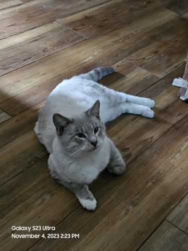 Lost Male Cat last seen Greenwich ohio, Greenwich, OH 44837