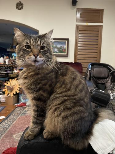 Lost Male Cat last seen 46th ave and Claire’s st, Capitola, CA 95010