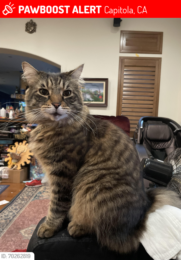 Lost Male Cat last seen 46th ave and Claire’s st, Capitola, CA 95010