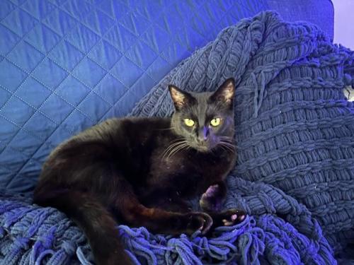 Lost Male Cat last seen San Jose Blvd and Dupont and Almours, Jacksonville, FL 32217