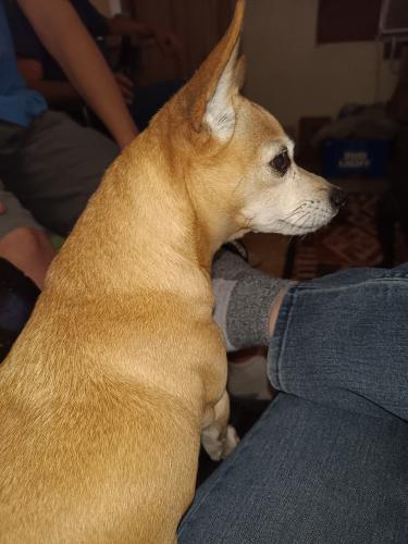 Lost Female Dog last seen Beehive and Valencia , Drexel Heights, AZ 85746