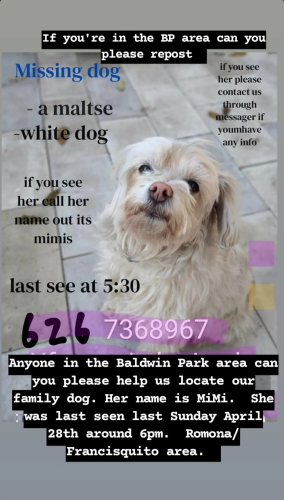 Lost Female Dog last seen Baldwin Park , Baldwin Park, CA 91746