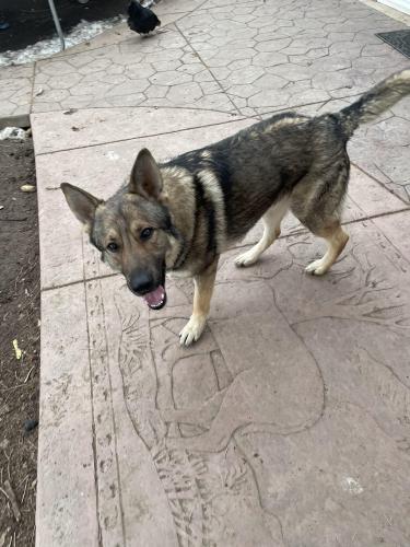 Lost Male Dog last seen Perry st and 6th ave, Denver, CO 80204
