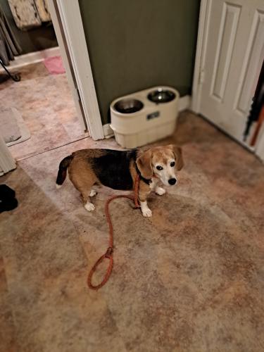 Lost Male Dog last seen Parker dr and meadow hills, Clinton, MS 39056