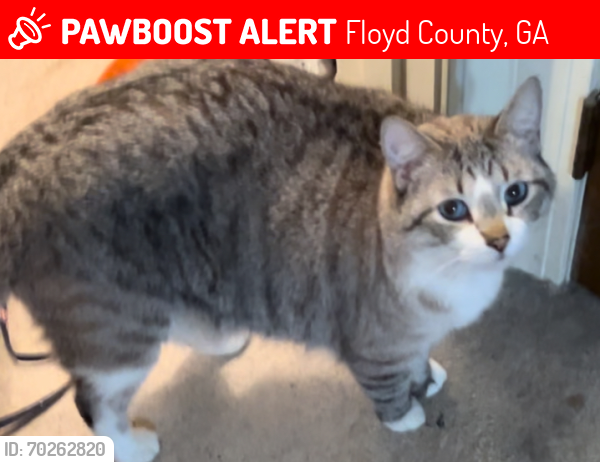 Lost Male Cat last seen Ridgeview Dr. and Wedgewood Dr. Silver Creek GA, Floyd County, GA 30173
