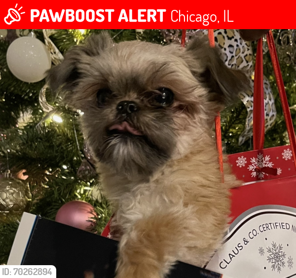 Lost Male Dog last seen Near W Wilcox , Chicago, IL 60624