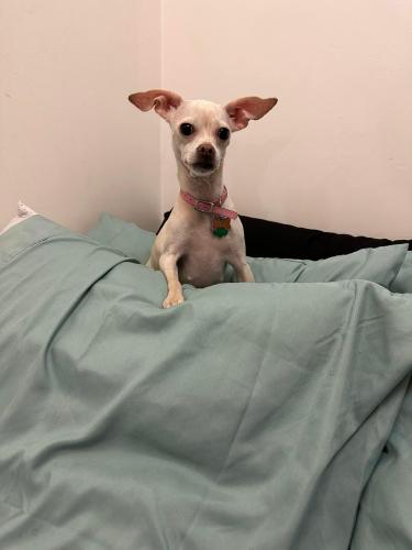 Lost Female Dog last seen Parkside and Belden Ave Chicago IL 60639, Chicago, IL 60639
