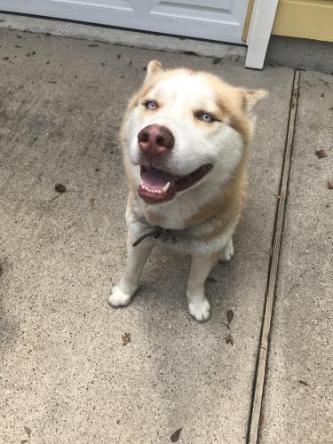 Lost Male Dog last seen Alba, Houston, TX 77018
