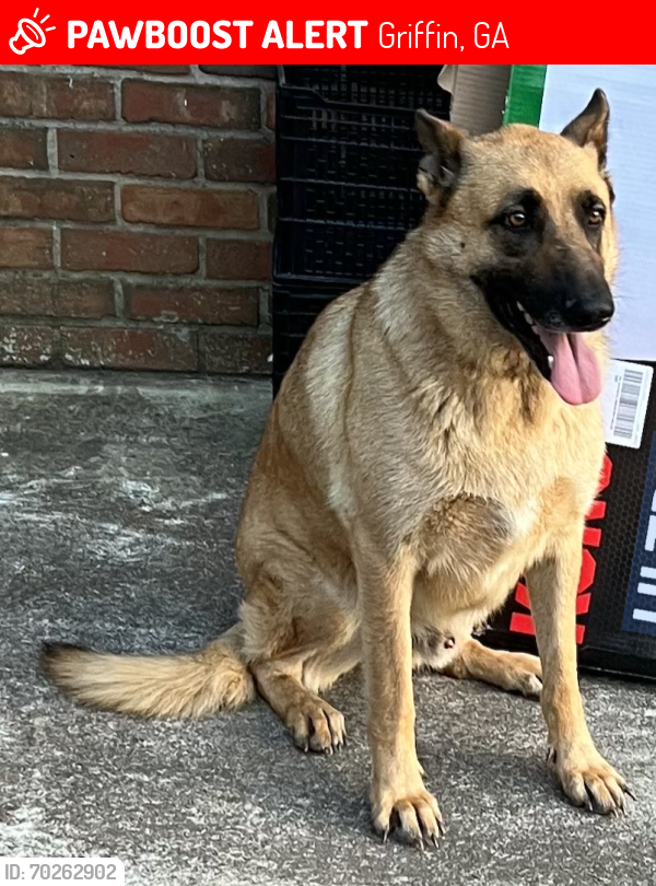 Lost Male Dog last seen Wildwood Rd, Griffin, GA, Griffin, GA 30223
