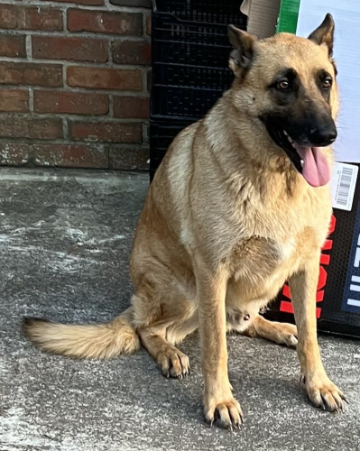 Lost Male Dog last seen Wildwood Rd, Griffin, GA, Griffin, GA 30223