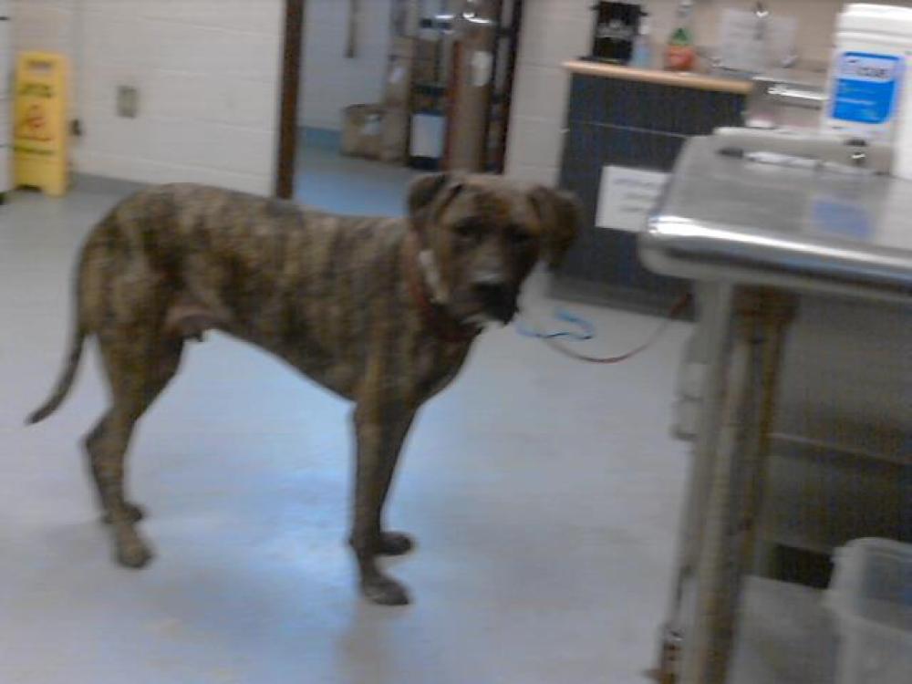 Shelter Stray Male Dog last seen Near BLOCK PILOT AVE, FAYETTEVILLE NC 28303, Fayetteville, NC 28306