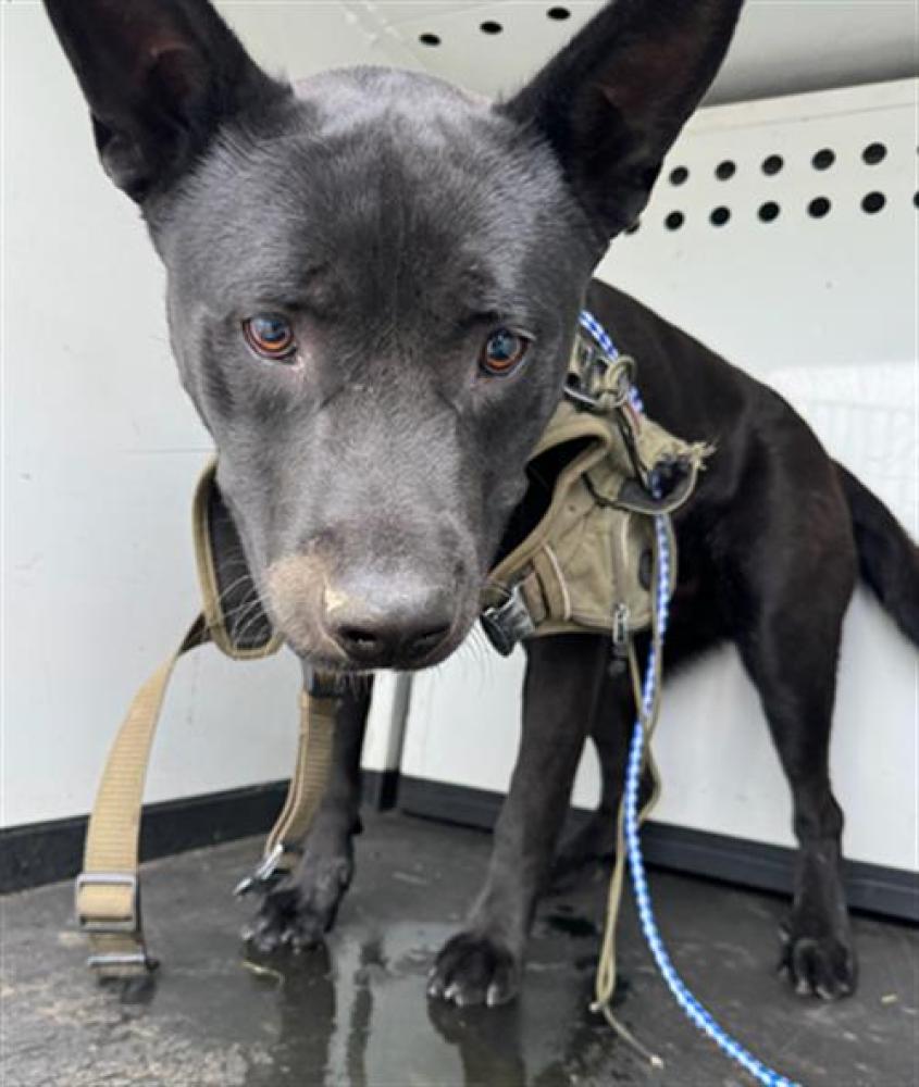 Shelter Stray Female Dog last seen Near BLOCK MT VERNON AV, BAKERSFIELD CA, Bakersfield, CA 93307