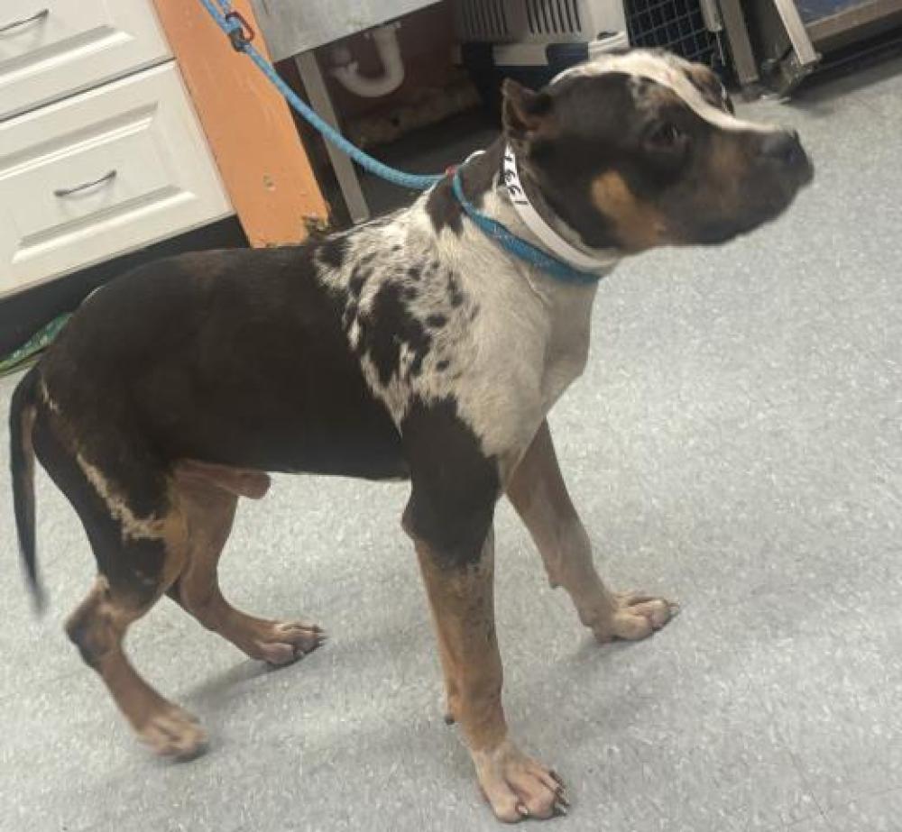Shelter Stray Male Dog last seen Near BLOCK MCNICHOLS, DETROIT, MI 48219, Detroit, MI 48211
