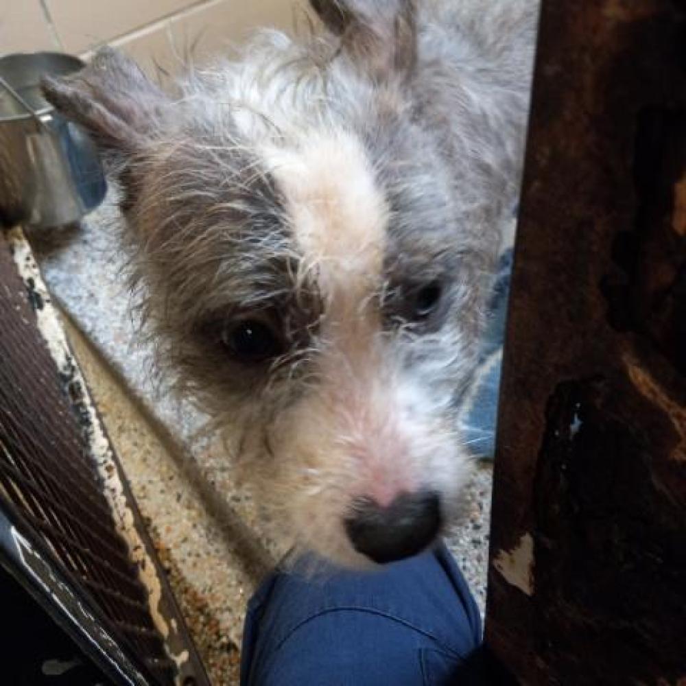 Shelter Stray Female Dog last seen Near BLOCK EIGHT MILE, DETROIT, MI 48203, Detroit, MI 48211