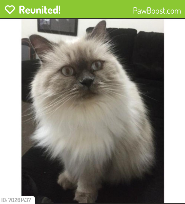 Reunited Male Cat last seen Equestrian drive , New Beith, QLD 4124