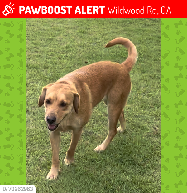 Lost Female Dog last seen Griffin, GA, Wildwood Rd, GA 30228
