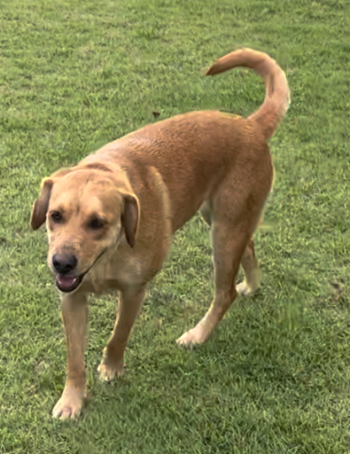 Lost Female Dog last seen Griffin, GA, Wildwood Rd, GA 30228