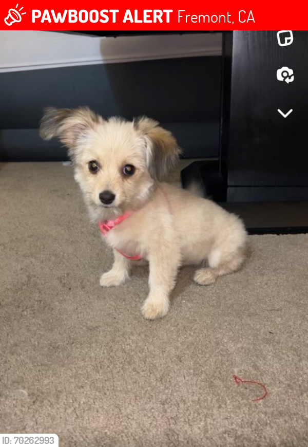 Lost Female Dog last seen Mission and grammar , Fremont, CA 94539