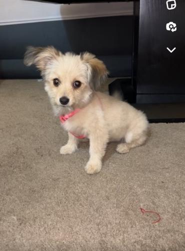 Lost Female Dog last seen Mission and grammar , Fremont, CA 94539