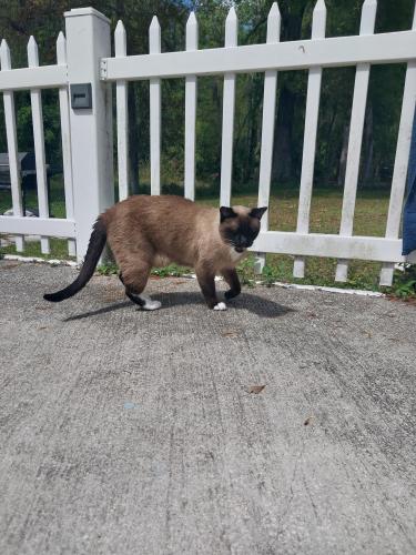 Lost Male Cat last seen End of Whispering Lakes neighborhood near Brooker Creek Preserve , Tarpon Springs, FL 34688