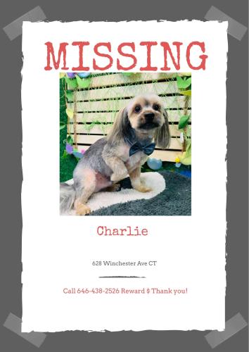 Lost Male Dog last seen Winchester Ave, New Haven, CT 06511