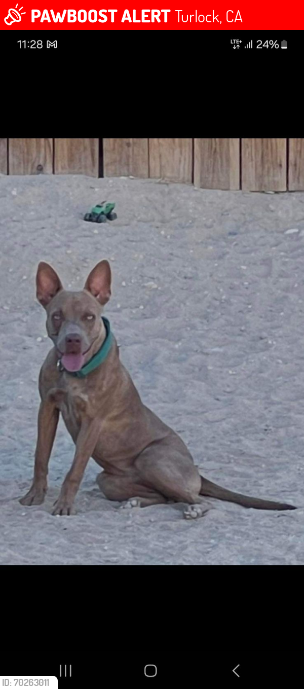 Lost Female Dog last seen Draft Ct Turlock , Turlock, CA 95380