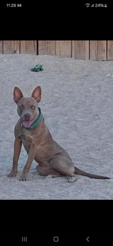 Lost Female Dog last seen Draft Ct Turlock , Turlock, CA 95380