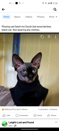Lost Male Cat last seen South 3rd Ave , Ozark, MO 65721