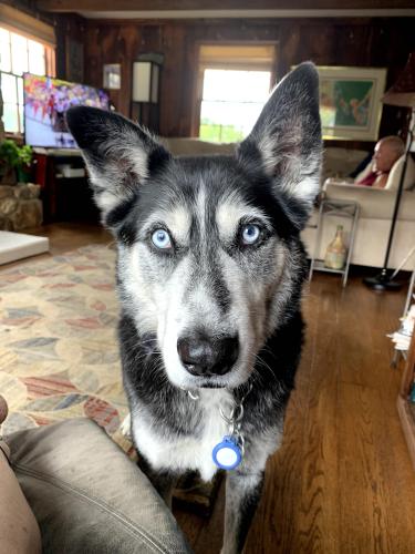 Lost Male Dog last seen Near south guernsey, West Grove, PA 19390