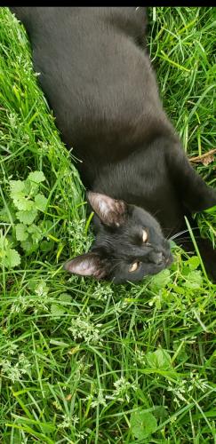 Lost Male Cat last seen Rocky ripple , Indianapolis, IN 46208