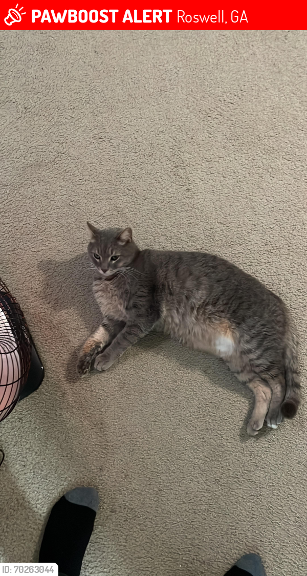 Lost Male Cat last seen Carriage station cir , Roswell, GA 30075