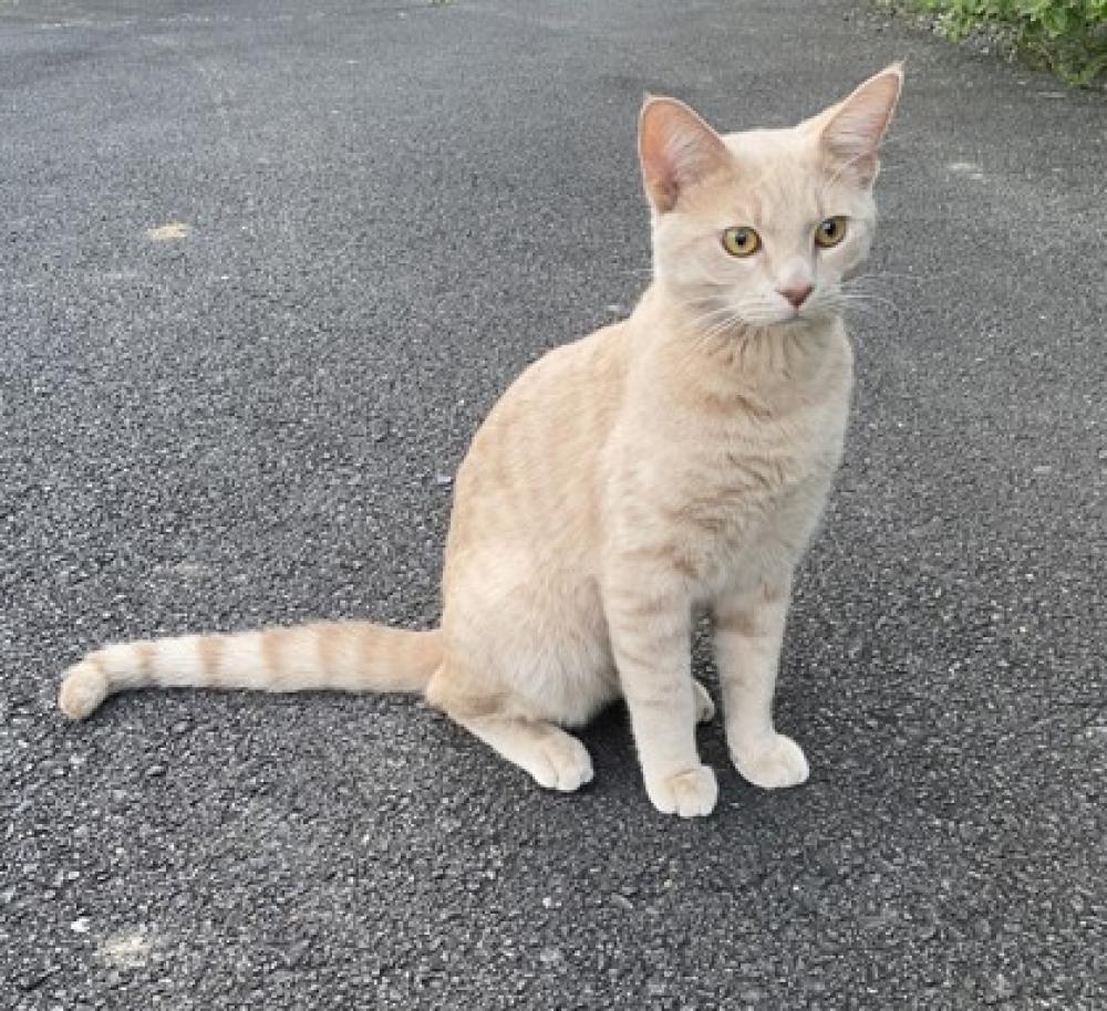 Shelter Stray Male Cat last seen Fairfax, VA 22030, Legato Rd & Lee Hwy, Fairfax County, VA, Fairfax, VA 22032