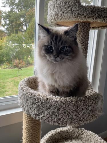 Lost Female Cat last seen Reynolds Avenue and Driscoll, Branford, CT 06405