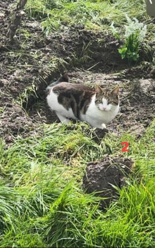Lost Male Cat last seen Stamford road west bridgford , West Bridgford, England NG2 6GF