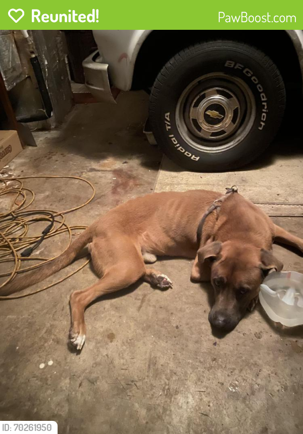 Reunited Male Dog last seen Seacreast , Boynton Beach, FL 33435