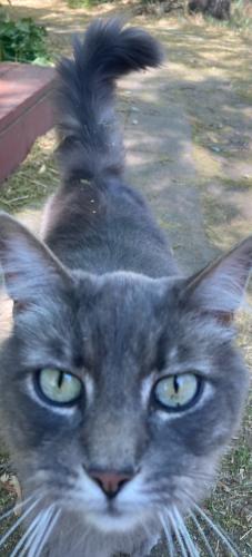 Lost Female Cat last seen Charter and Durham, Rocklin, CA 95765