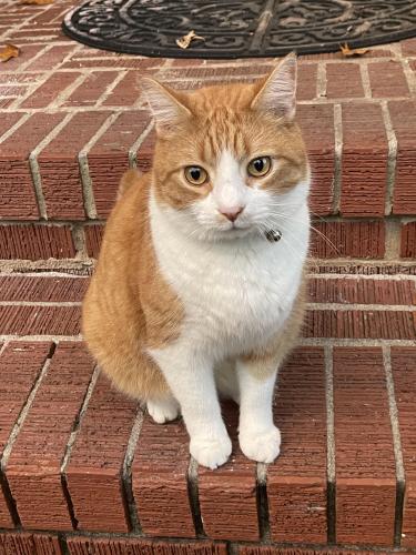 Lost Male Cat last seen Shandon and Sutton St and Bradford Ave, Charleston, SC 29412