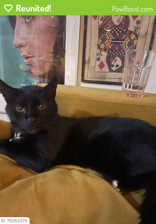Reunited Male Cat last seen Christian st in between 2nd and 3rd, Philadelphia, PA 19147