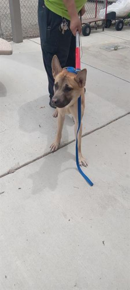 Shelter Stray Male Dog last seen HOSKING/S.H, BAKERSFIELD, Bakersfield, CA 93307
