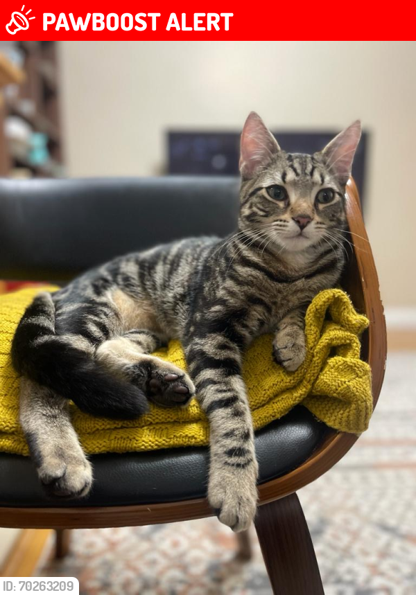 Lost Male Cat last seen Bevan Way, Greater London, England RM12 6EJ