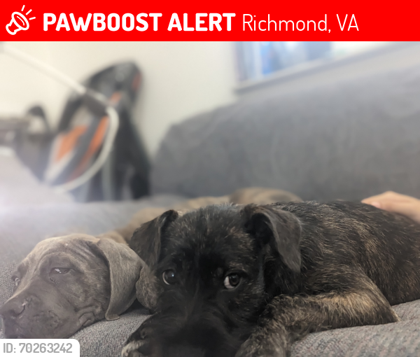 Lost Female Dog last seen Near Crenshaw Rd, Richmond, VA 23227