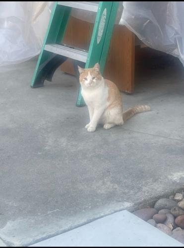 Lost Male Cat last seen Lincoln Drive , San Bernardino, CA 92405